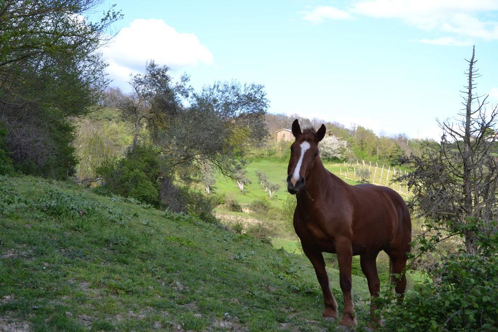 Agriturismo Marano Mengara Exteriör bild